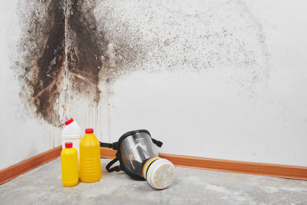 Best Certified Mold Removal  in La Junta, CO