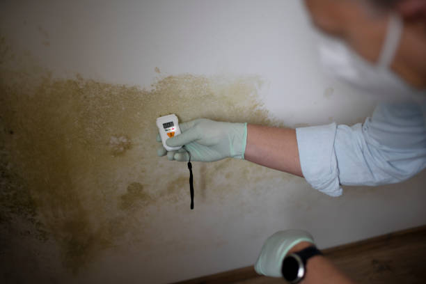 Best Commercial Mold Removal  in La Junta, CO