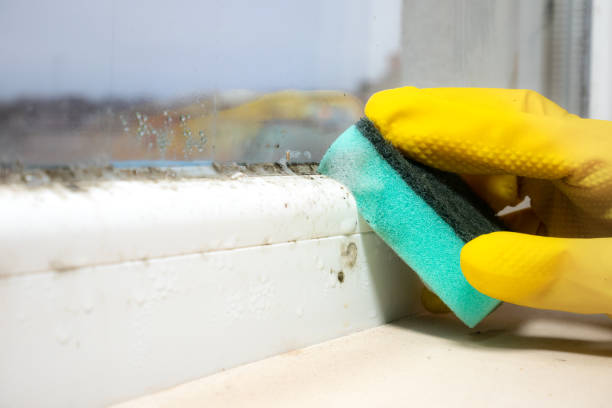 Best Toxic Mold Removal  in La Junta, CO