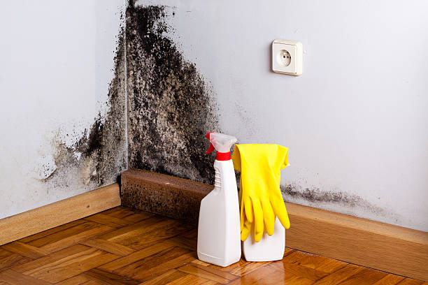 Best Black Mold Removal  in La Junta, CO